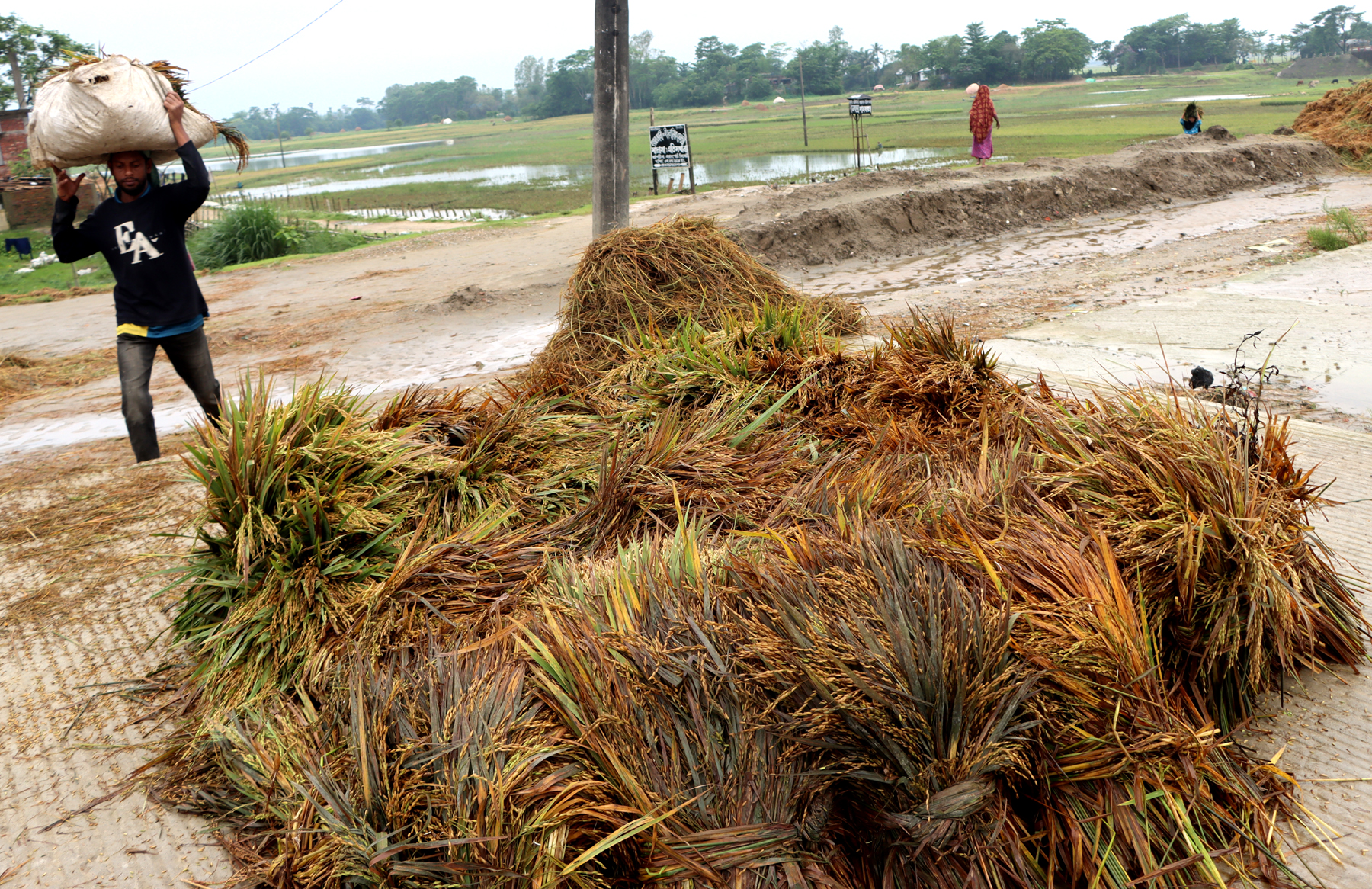 Haor paddy damage related story thumbnail